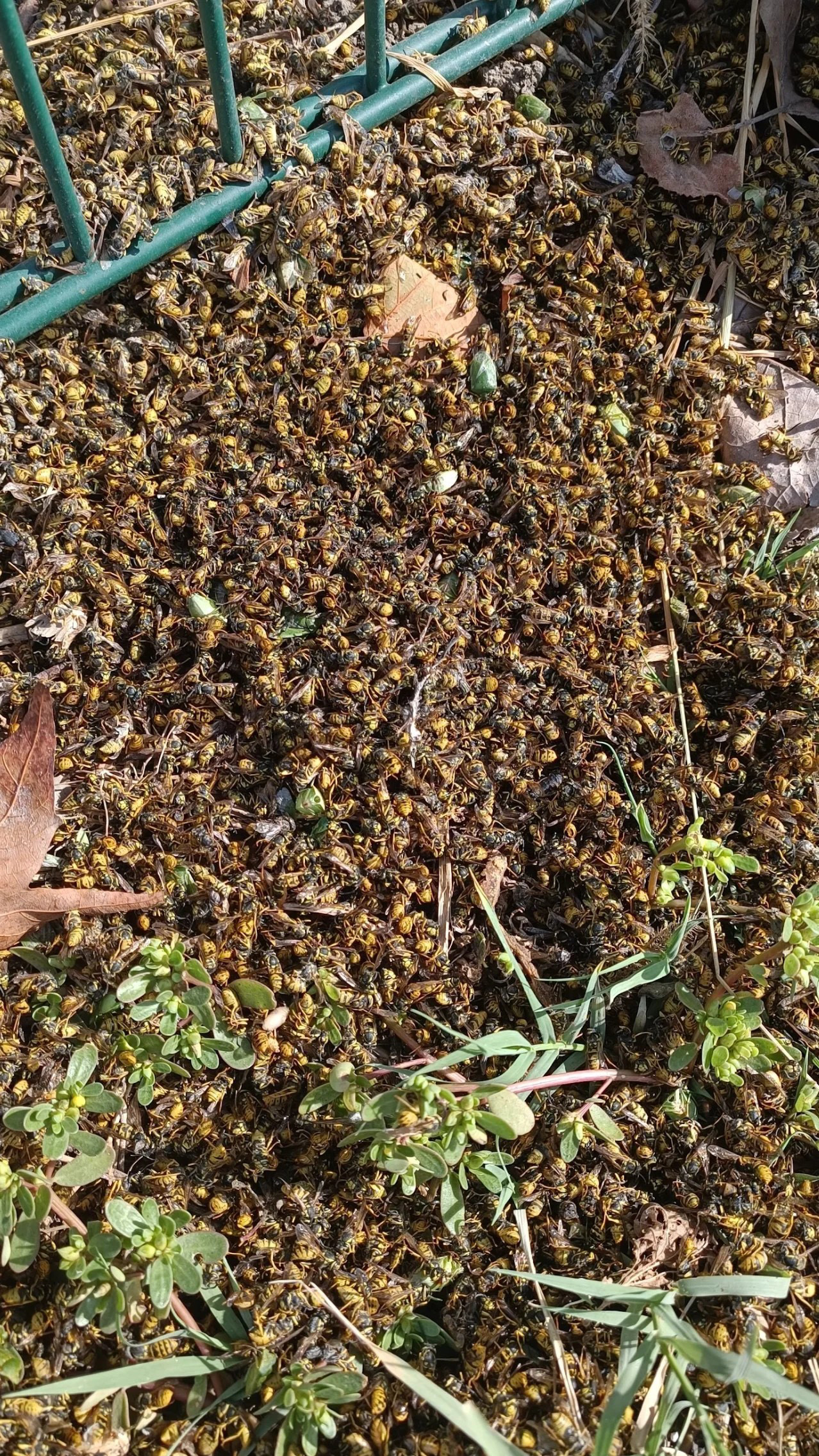 Dezinsekcija